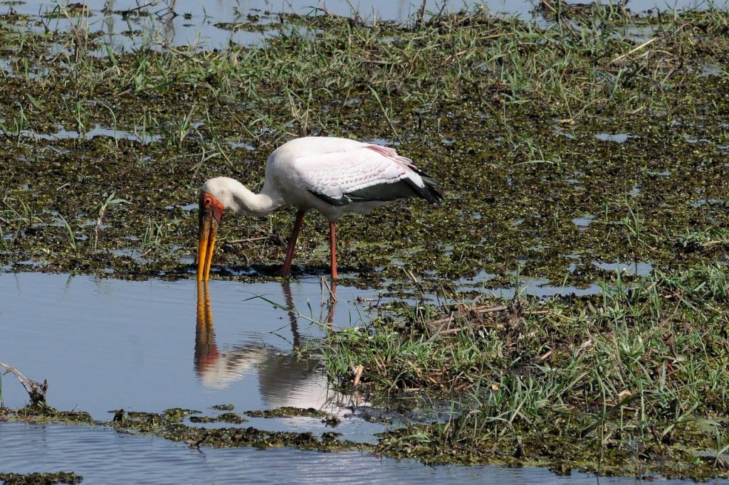 Yellow-Billed Storks