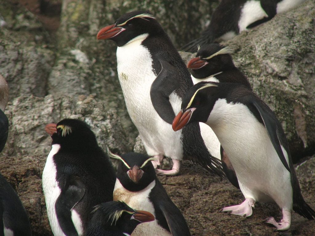 Snares Island Penguin