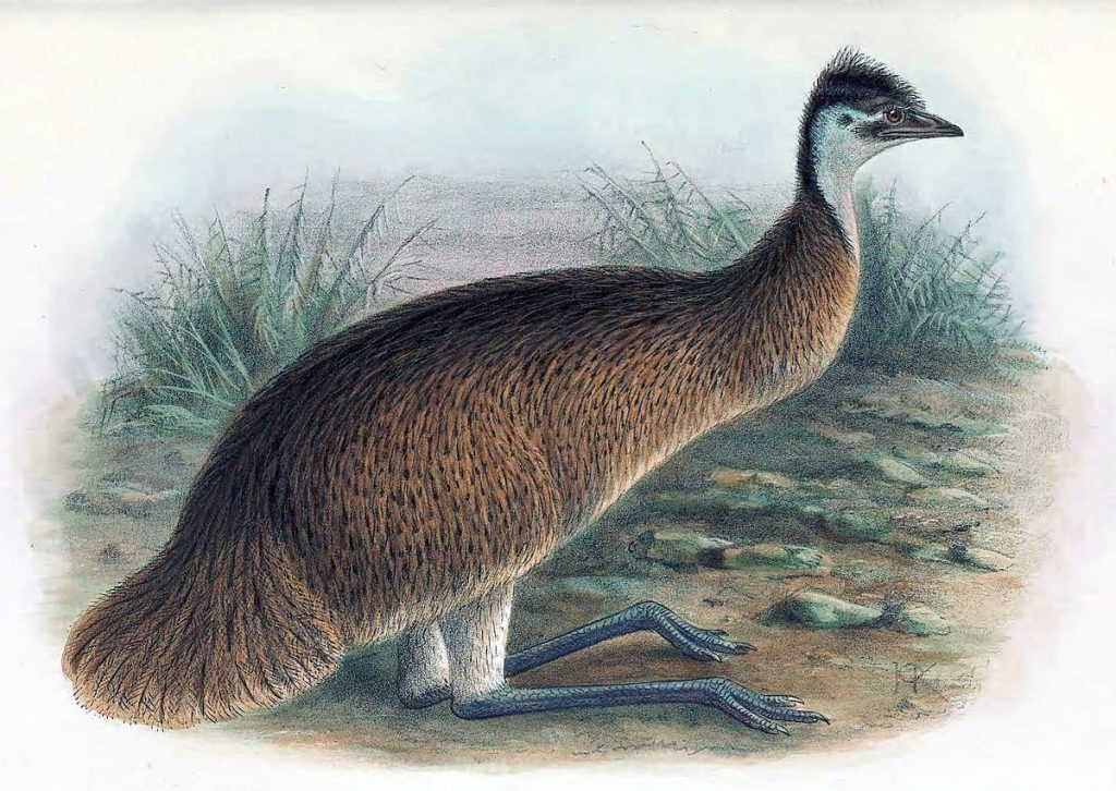 Tasmanian Emu