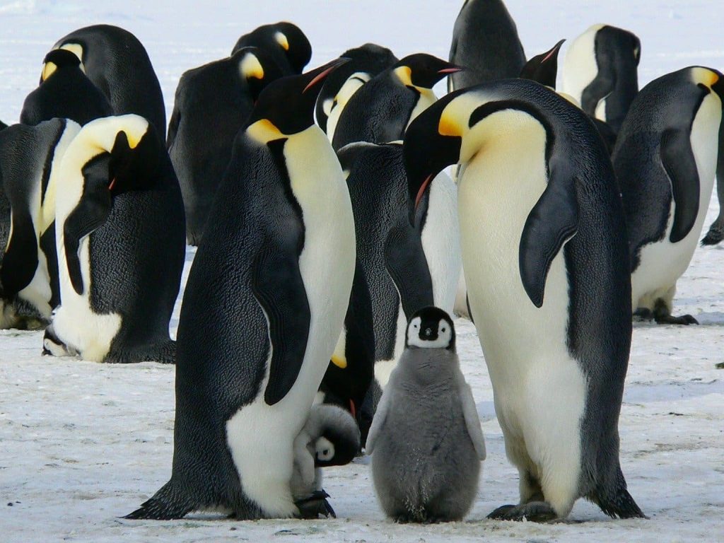 The Emperor penguin