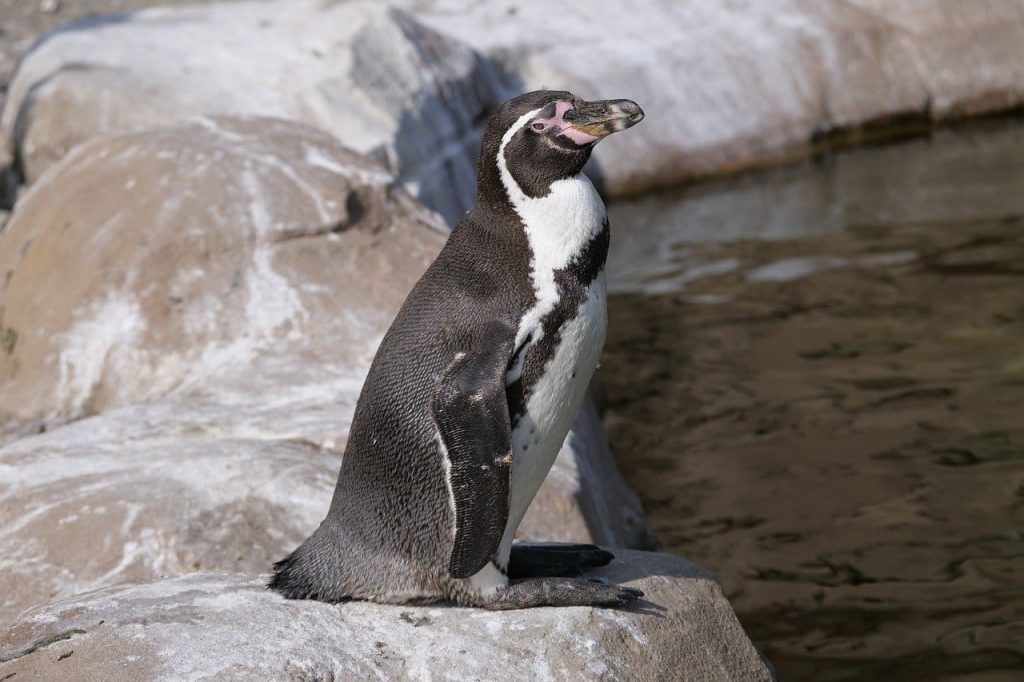 The Gentoo penguin