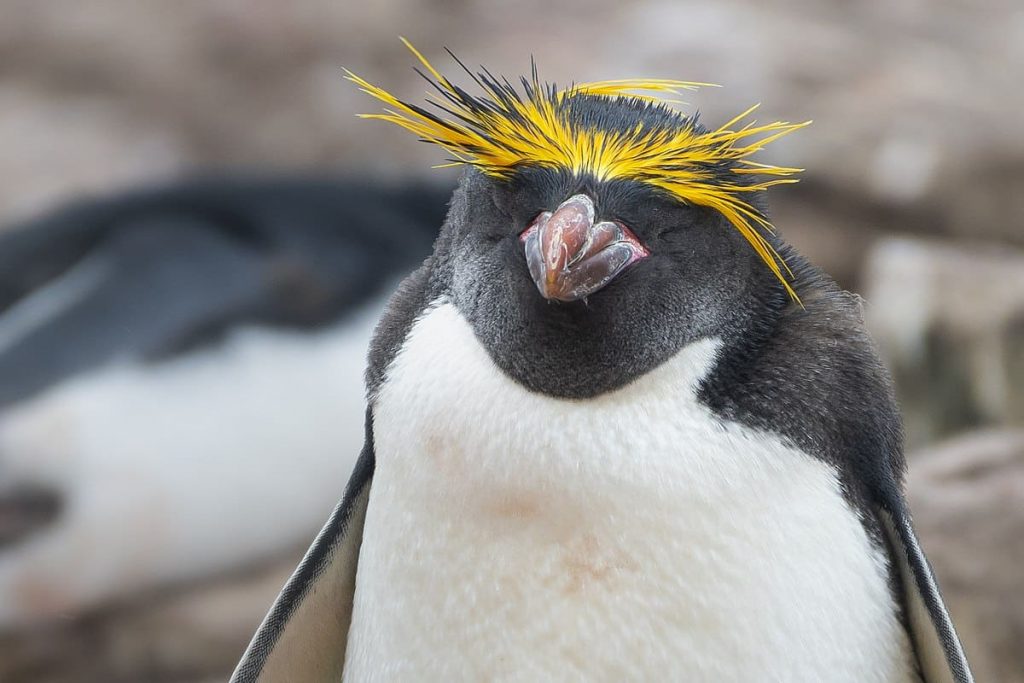The Macaroni Penguin